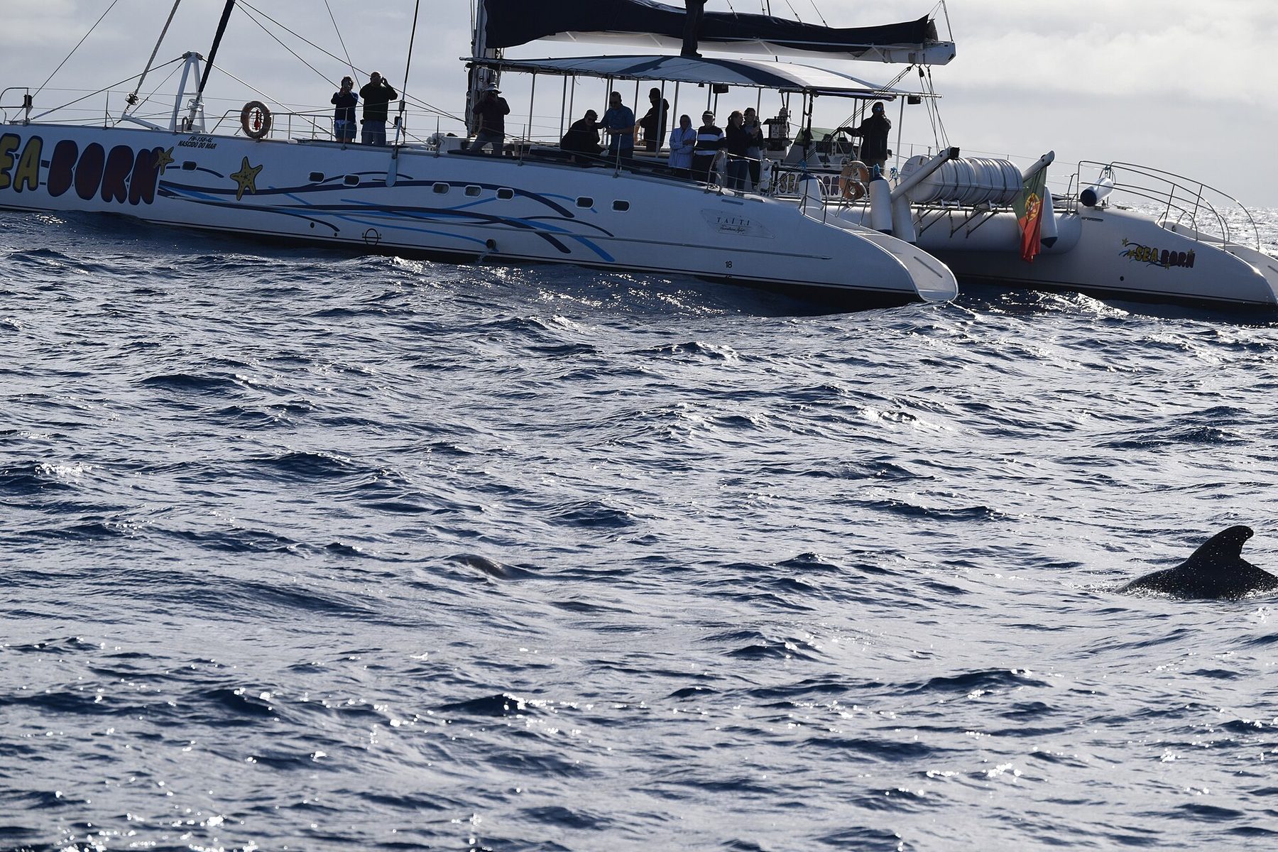 Whale and dolphin watching catamaran on the Atlantic off Funchal