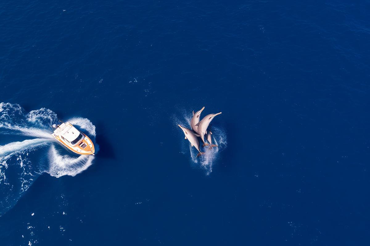 Dolphins swimming beside a small boat in the Atlantic off Madeira